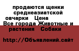 продаются щенки среднеазиатской овчарки › Цена ­ 30 000 - Все города Животные и растения » Собаки   